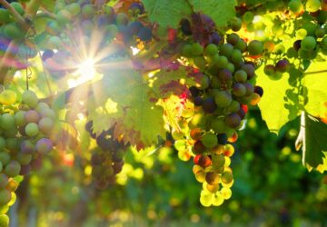 bpv radila prodejci prémiových vín 8Wines